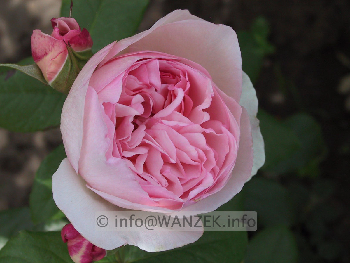 Strauchrose Heritage.JPG